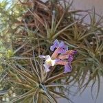 Tillandsia bergeriКвітка