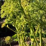 Angelica archangelicaBlomma