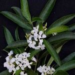 Tabernaemontana catharinensis Flor