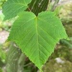 Acer capillipes Folha