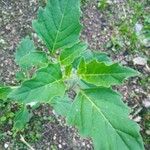 Solanum physalifolium Liść