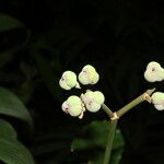 Euphorbia sinclairiana 果實