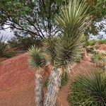 Yucca brevifolia Blatt