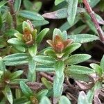 Thymus longicaulis 花