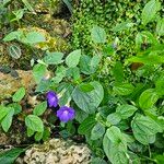 Thunbergia battiscombei Habit