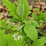 Oemleria cerasiformis Blatt