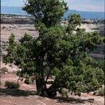 Juniperus osteosperma Hábito