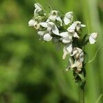 Platanthera hologlottis Cvet