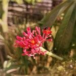 Jatropha multifida Blüte