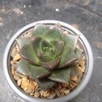 Echeveria purpusiorum Folha