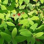 Hypericum bupleuroides Leaf