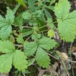 Agrimonia gryposepala Leaf