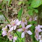 Rubus scaber Blomst