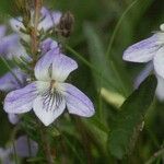 Viola lactea Kwiat