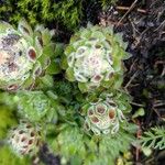 Sempervivum montanum Листок