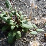 Chaenorhinum rubrifolium عادت داشتن