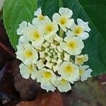 Lantana canescens Цветок