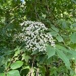 Sambucus canadensisFlor