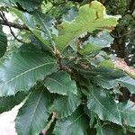 Quercus pontica Blatt