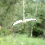 Cerastium arvense Leaf