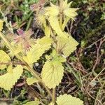 Stachys arvensis Liść