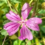 Malva setigera Flower