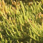 Salicornia europaea ഇല