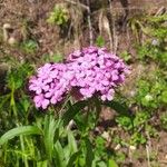 Dianthus barbatusKvet