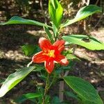 Hibiscus boryanus Кветка