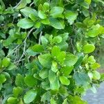 Krugiodendron ferreum Leaf