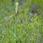 Plantago alpinaKwiat