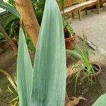 Beschorneria yuccoides 葉