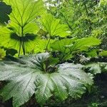 Gunnera insignis Leaf