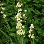 Sisyrinchium striatum Habit