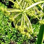 Molopospermum peleponnesiacum 花