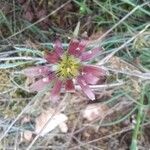 Tragopogon crocifolius Kukka