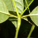 Palicourea acuminata Leaf