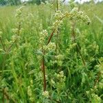 Galium mollugoFlor