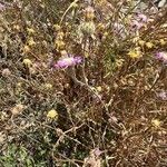 Centaurea alba Flor