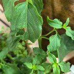 Ocimum carnosum Frunză