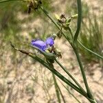 Tradescantia occidentalis Blomma