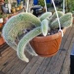 Cleistocactus winteri Leht