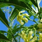 Tabernaemontana persicariifolia Flower