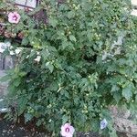 Hibiscus syriacus Habitus