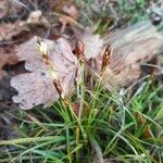 Carex halleriana Kwiat
