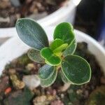 Clusia rosea Leaf