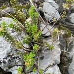 Hypericum balearicum Blatt