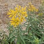 Cestrum parquiFlower