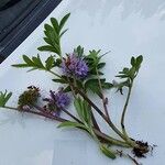 Hydrophyllum capitatum Flower