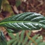 Chassalia gaertneroides Hoja